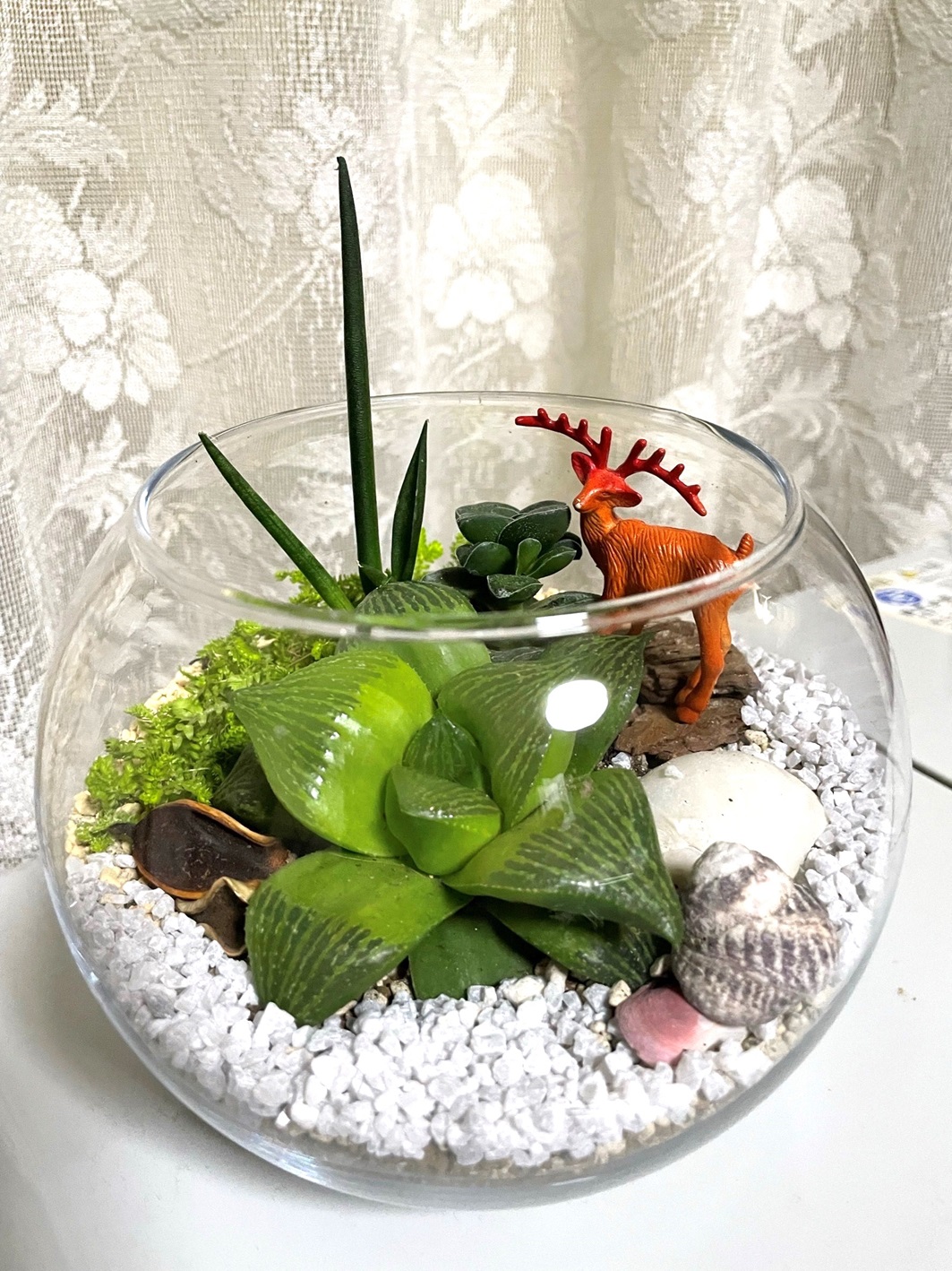 多肉植物のテラリウム作り【ワンデー講座】