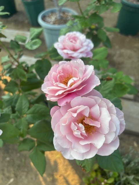 鉢バラで学ぶ初心者のためのバラ講座《4月からの新設完結講座／4回完結》