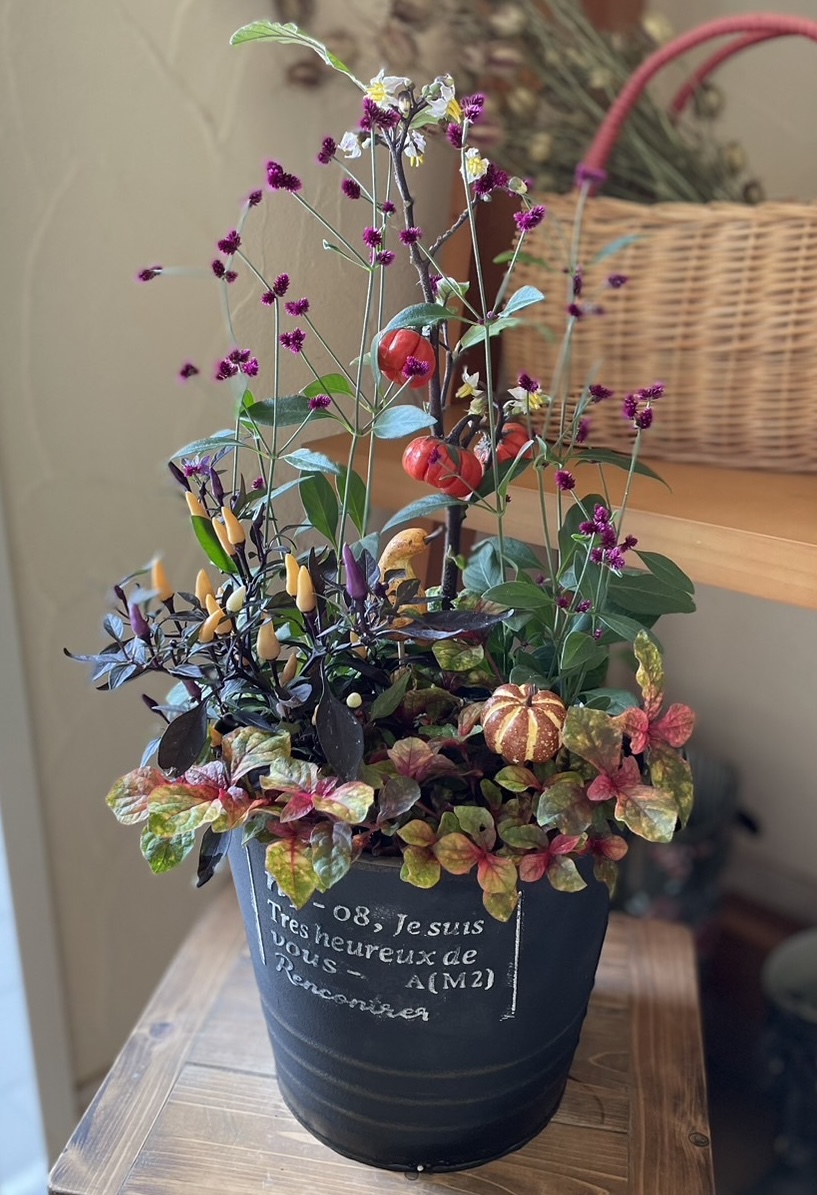  カンタンでかわいい季節の寄せ植え（初心者向け）