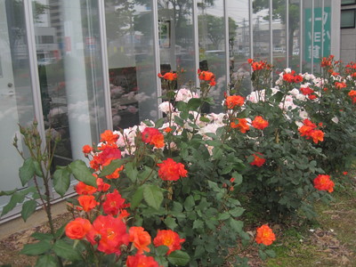 三条教室【ワンデー特別講座】バラ栽培入門講座～春編～