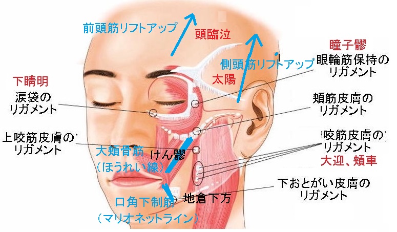  長岡教室【ワンデー講座】ヘッドや首肩デコルテからの美容鍼でエイジングケア