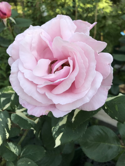 福島潟「菱風荘」会場　鉢バラをもっときれいに咲かせよう！