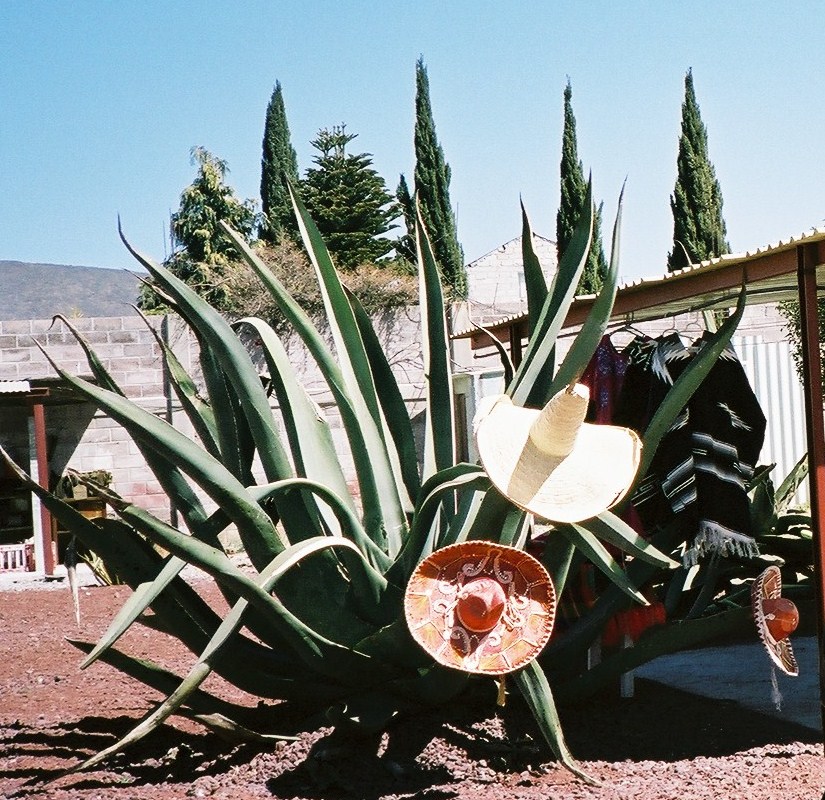 楽しいスペイン語 　～学習歴半年～