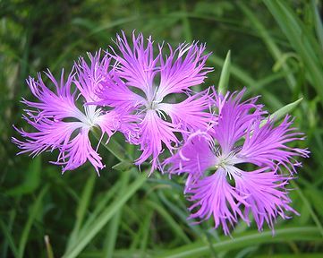 ～5種の和の文化を愉しむ～　やまとなでしこ講座　4月期