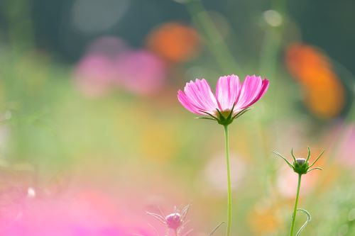 【完結】いまさら聞けない「デジタル写真」の基本（入門・初心者）３ヵ月