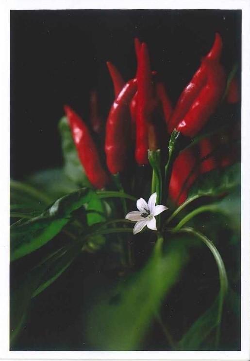 女性のためのフォトレッスン