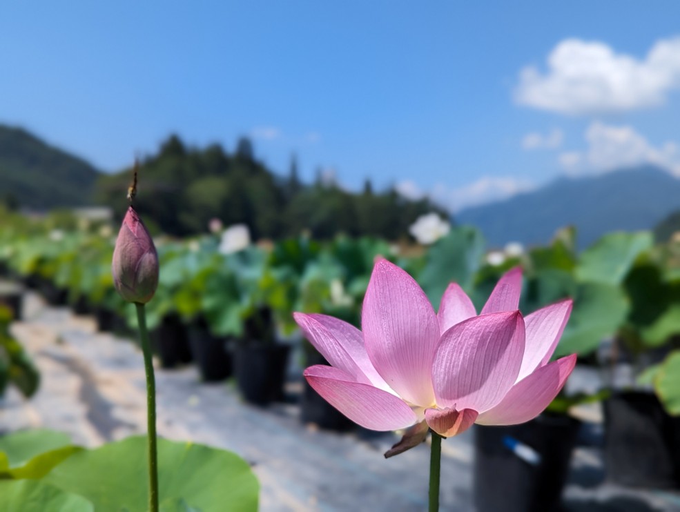 長岡教室【ワンデー講座】蓮の花を鉢で育てよう