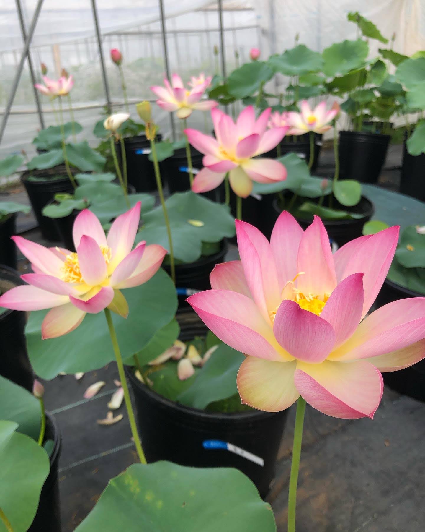 1day　蓮の花を鉢で育てよう