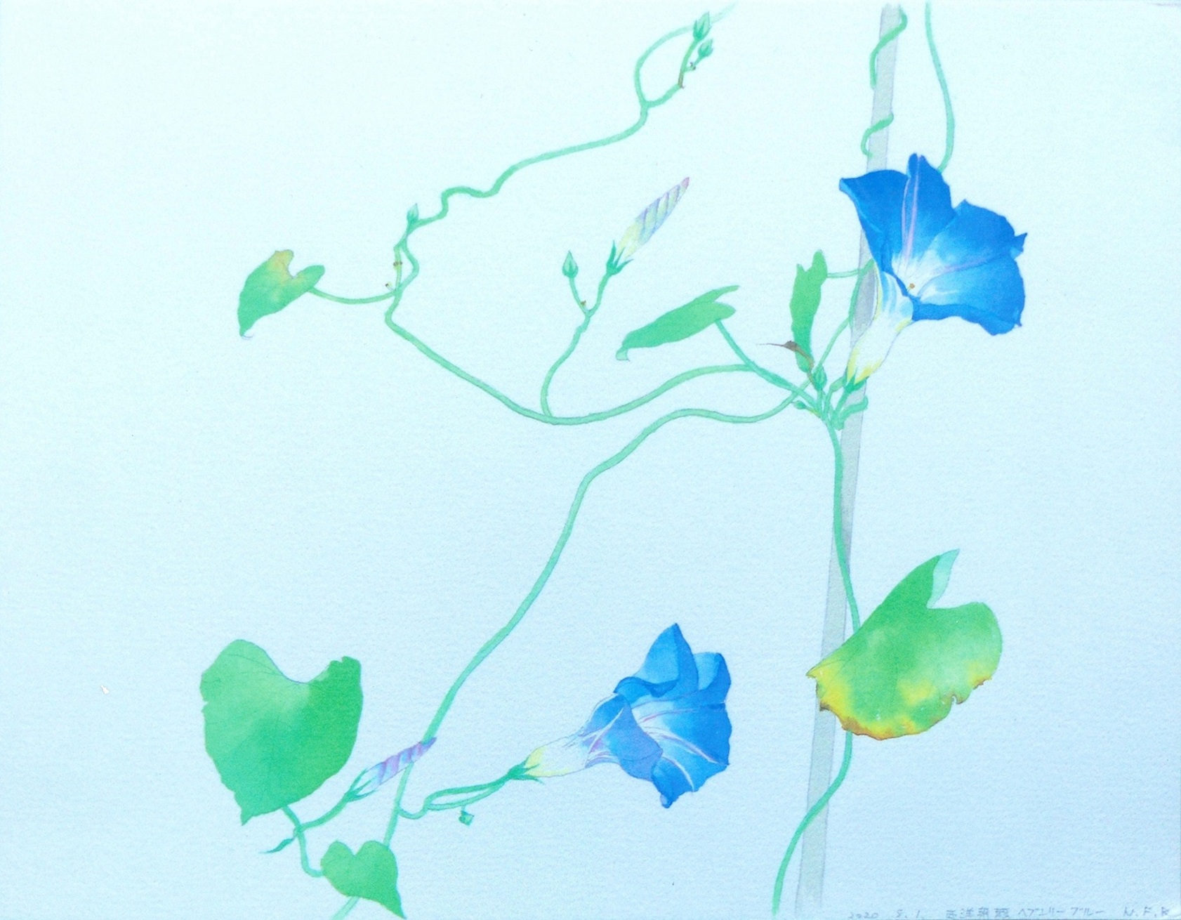 長岡教室【新設】【ワンデー講座】花を描く（朝顔）