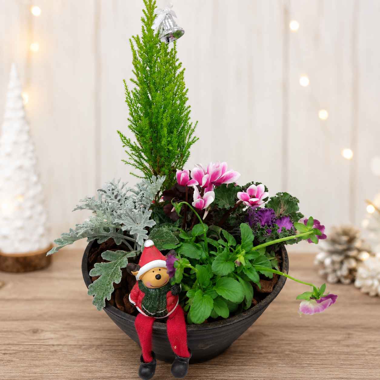 1day　クリスマスの寄せ植え教室