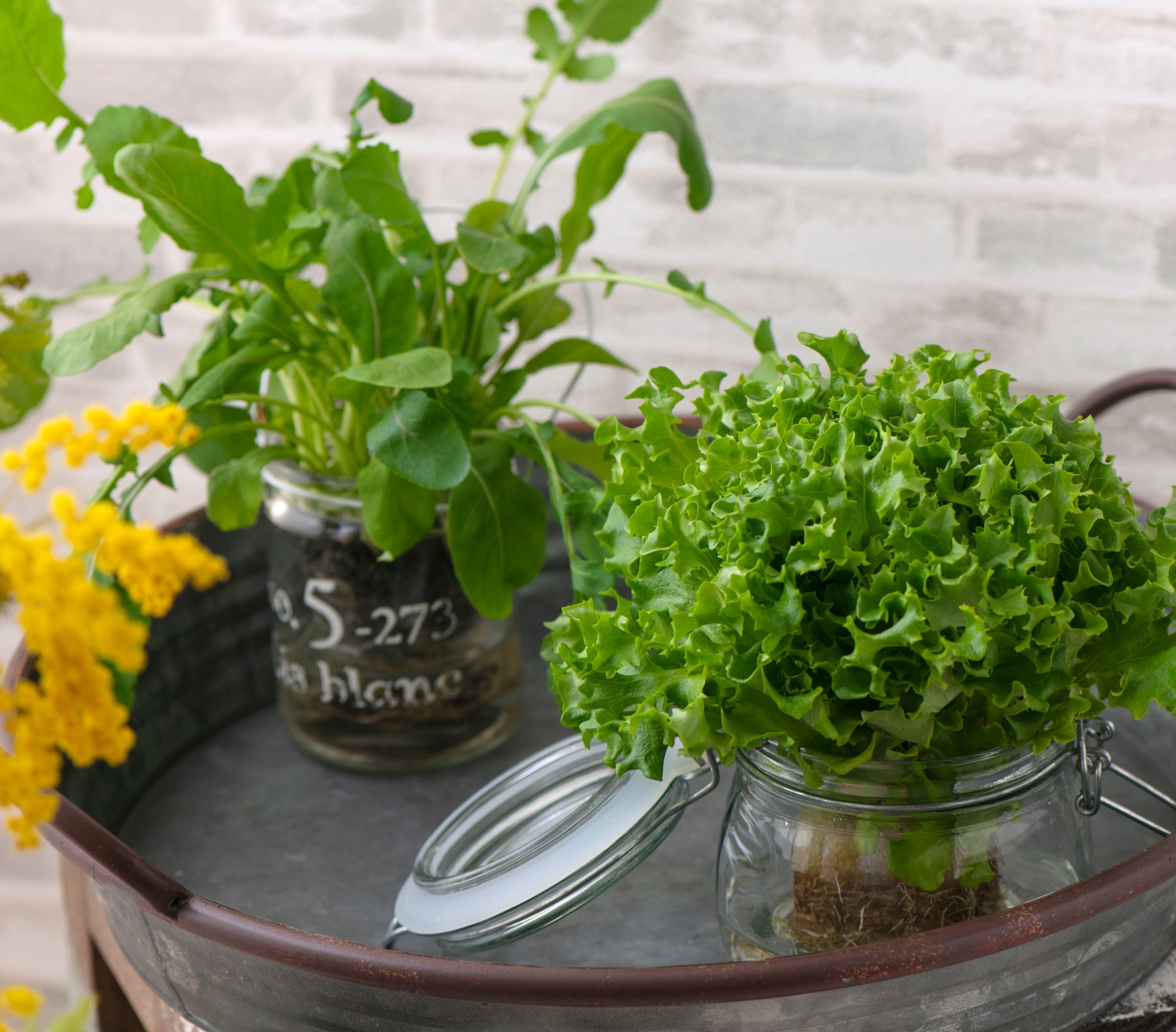 キッチンで気軽にはじめる水耕栽培